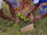 Reboisement à Ambohimanga
