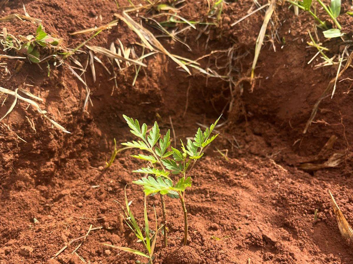 Reboisement d&rsquo;arbre fruitiers à Nanisana